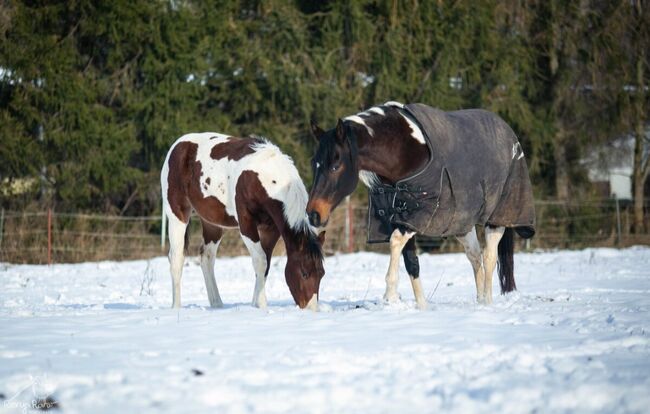 Traumhafte coole Paint Horse Stute APHA 2024, Rainer, Konie na sprzedaż, Wernigerode, Image 10