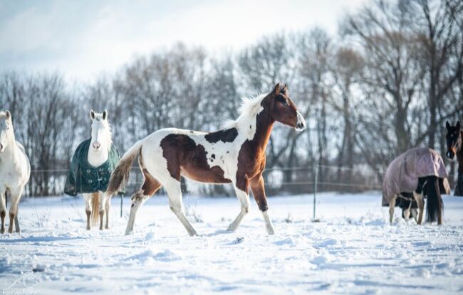 Traumhafte coole Paint Horse Stute APHA 2024, Rainer, Konie na sprzedaż, Wernigerode, Image 16