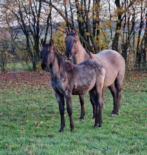 Traumhafter blue roan Quarter Horse Hengst, Kerstin Rehbehn (Pferdemarketing Ost), Konie na sprzedaż, Nienburg