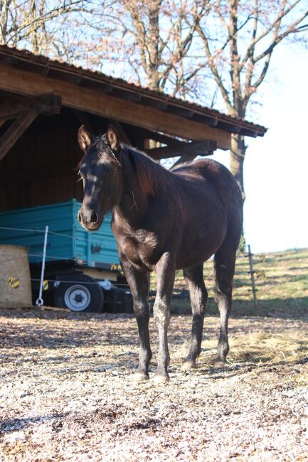 traumhafter Quarter Horse Jährlingshengst in schwarz, Kerstin Rehbehn (Pferdemarketing Ost), Konie na sprzedaż, Nienburg, Image 3