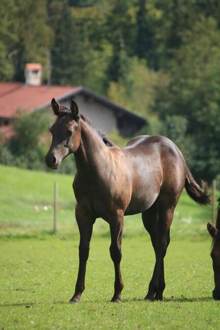 traumhafter Quarter Horse Jährlingshengst in schwarz, Kerstin Rehbehn (Pferdemarketing Ost), Konie na sprzedaż, Nienburg