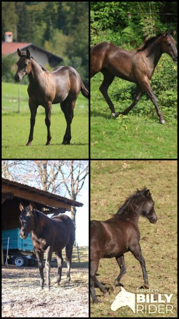 traumhafter Quarter Horse Jährlingshengst in schwarz, Kerstin Rehbehn (Pferdemarketing Ost), Konie na sprzedaż, Nienburg, Image 7