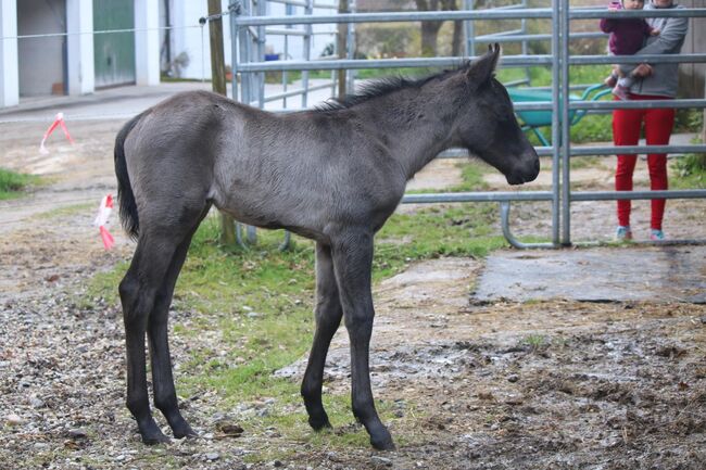 traumhafter Quarter Horse Jährlingshengst in schwarz, Kerstin Rehbehn (Pferdemarketing Ost), Konie na sprzedaż, Nienburg, Image 6