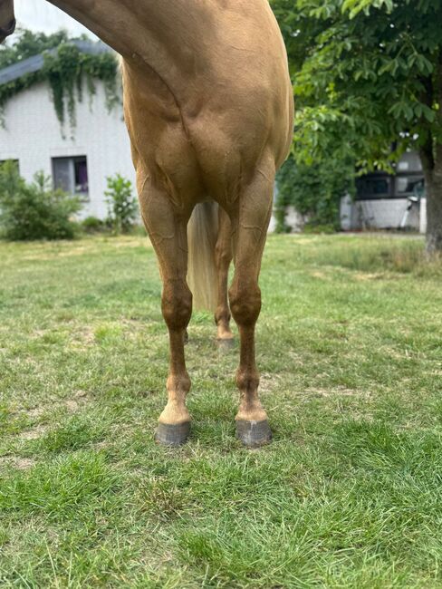Traumhafter Quarter Horse Wallach in handlicher Größe, Kerstin Rehbehn (Pferdemarketing Ost), Konie na sprzedaż, Nienburg, Image 5