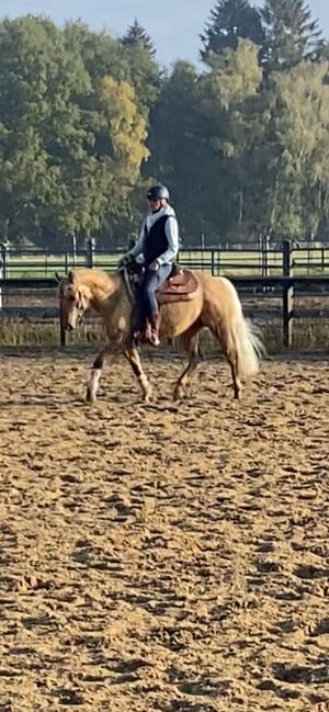 Traumhafter Quarter Horse Wallach in handlicher Größe, Kerstin Rehbehn (Pferdemarketing Ost), Konie na sprzedaż, Nienburg, Image 7