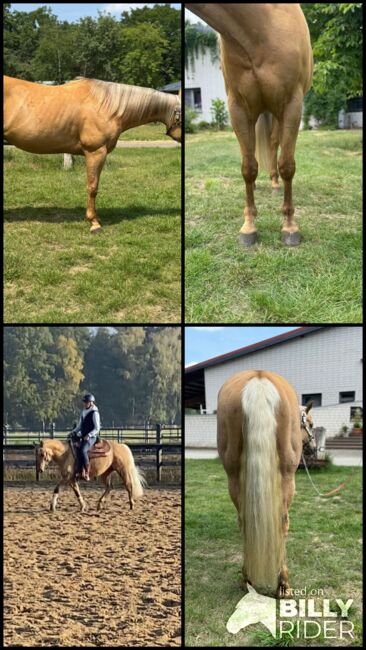 Traumhafter Quarter Horse Wallach in handlicher Größe, Kerstin Rehbehn (Pferdemarketing Ost), Konie na sprzedaż, Nienburg, Image 9