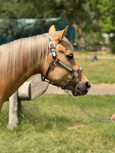 Traumhafter Quarter Horse Wallach in handlicher Größe, Kerstin Rehbehn (Pferdemarketing Ost), Konie na sprzedaż, Nienburg, Image 2