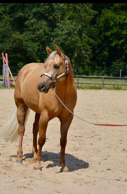 Traumhafter Quarter Horse Wallach in handlicher Größe, Kerstin Rehbehn (Pferdemarketing Ost), Konie na sprzedaż, Nienburg, Image 4