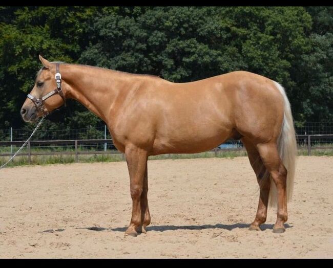 Traumhafter Quarter Horse Wallach in handlicher Größe, Kerstin Rehbehn (Pferdemarketing Ost), Konie na sprzedaż, Nienburg, Image 6
