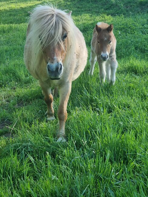 Schickes typvolles Stutfohlen Original Shetland, Nadine  (Shettyzucht Frechdachs ), Konie na sprzedaż, Heringen