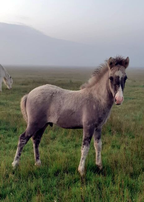 Schickes Hengstfohlen mit viel Tölt, Islandpferde-aus-Island, Konie na sprzedaż, Südisland