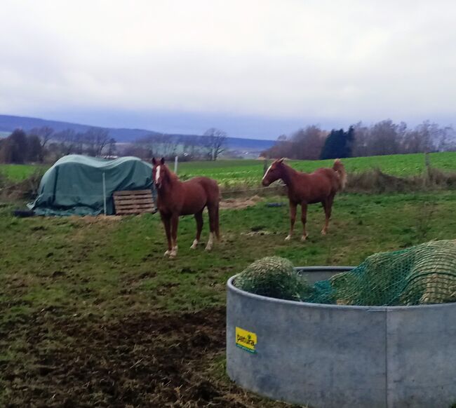 Vater und Sohn, Beate F., Horses For Sale, Seesen