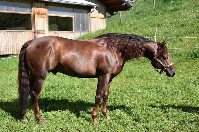V: Topsail Whiz MV: Jac O Rima, Bernhard Bangheri , Horses For Sale, Reith im Alpbachtal , Image 3