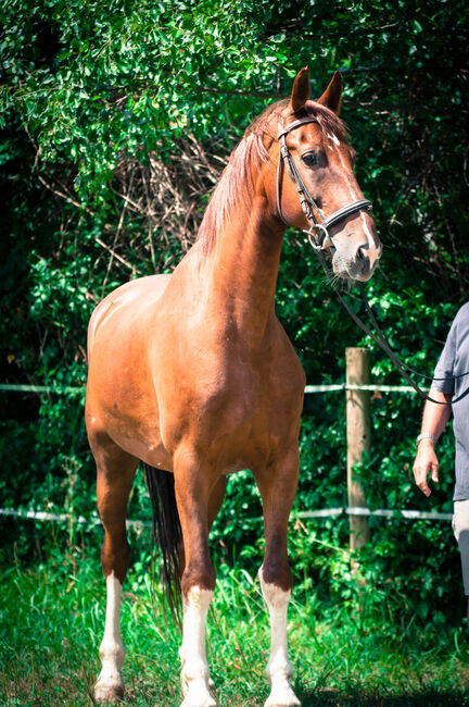 Gefahrenen wunderschönen KWPN Wallach, Pauline Erös, Horses For Sale, Gleisdorf, Image 3