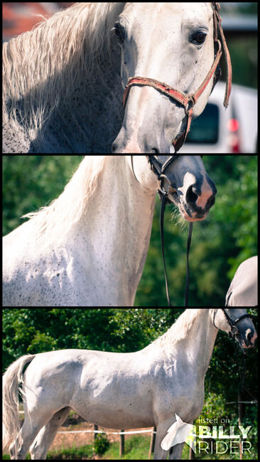 Gefahrene wunderschöne KWPN Stute, Pauline Erös, Horses For Sale, Gleisdorf, Image 4