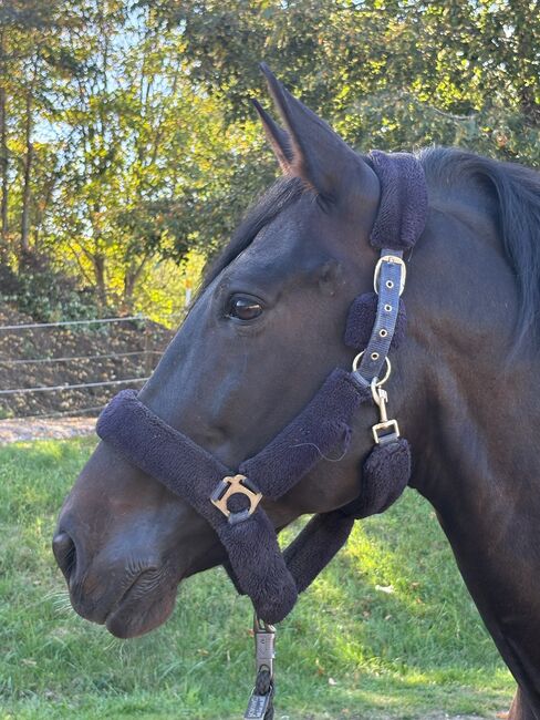 Faruk VI - PRE, Wallach, 11 Jahre, Dunkelbraun, WOW Pferd  (WOW Pferd), Pferd kaufen, Bayern - Attenkirchen