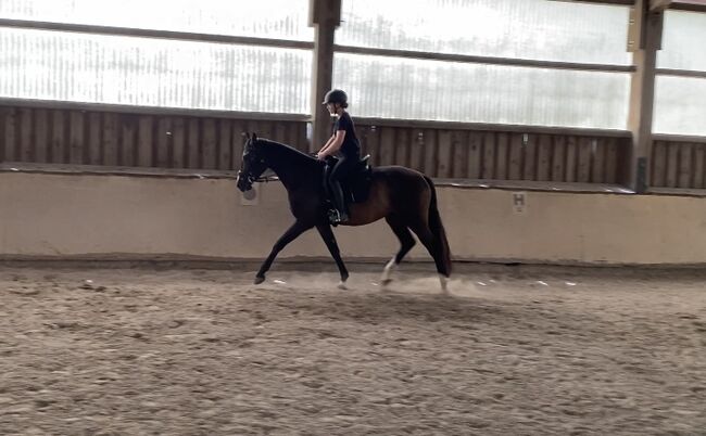 Gangstarkes, freundliches Pferd sucht neues Zuhause, F.L, Horses For Sale, Würzburg