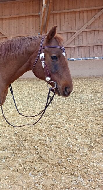 Fast neues Westernkpfstück Reitsport Kandern + optional Zügel, Reitsport Kandern, Brigitta, Trensen, Eisgarn