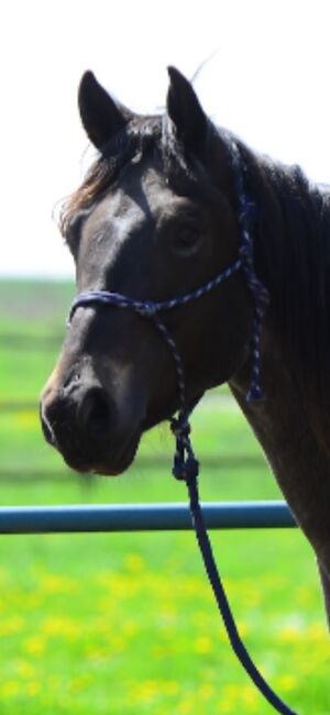 Fautras Promax, Fautras Promax , Tatti, Horse Trailers, Herzogenrath