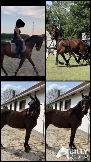Favory Lipizzaner, Kristóf Nyerges, Konie na sprzedaż, Kapuvár, Image 8