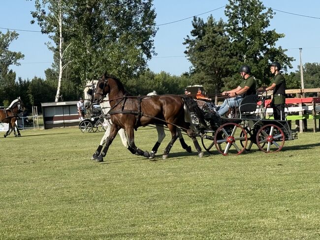 Favory Lipizzaner, Kristóf Nyerges, Konie na sprzedaż, Kapuvár, Image 6