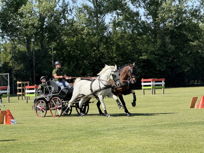 Favory Lipizzaner, Kristóf Nyerges, Konie na sprzedaż, Kapuvár, Image 7