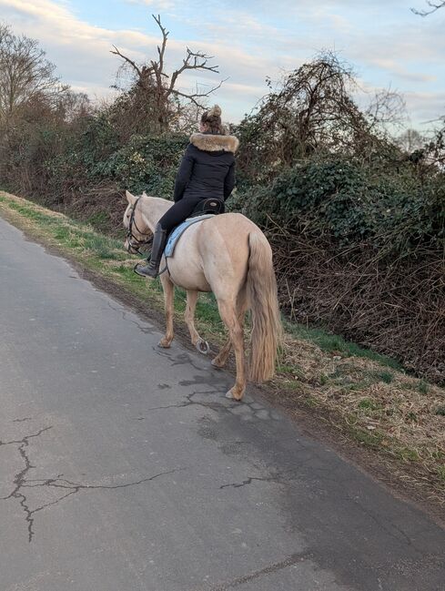 Feine 6 jährige palomino Stute zu verkaufen, Lisa kretschmann , Pferd kaufen, Darmstadt, Abbildung 3