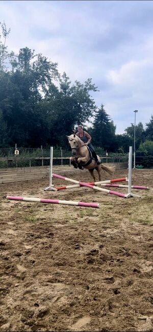 Feine 6 jährige palomino Stute zu verkaufen, Lisa kretschmann , Pferd kaufen, Darmstadt, Abbildung 8