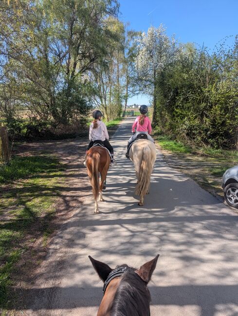Feine 6 jährige palomino Stute zu verkaufen, Lisa kretschmann , Pferd kaufen, Darmstadt, Abbildung 2