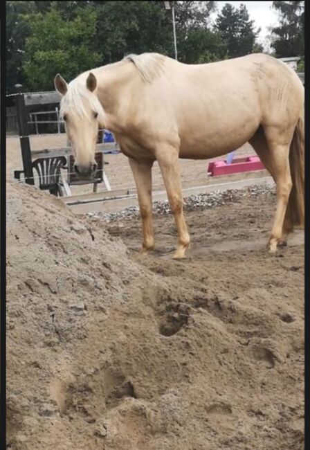 Feine 6 jährige palomino Stute zu verkaufen, Lisa kretschmann , Pferd kaufen, Darmstadt, Abbildung 5