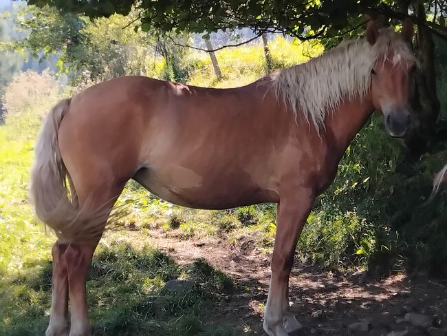 Feine Jungstute wird über 152 cm, C. LANNER, Pferd kaufen, Bad Aussee, Abbildung 5