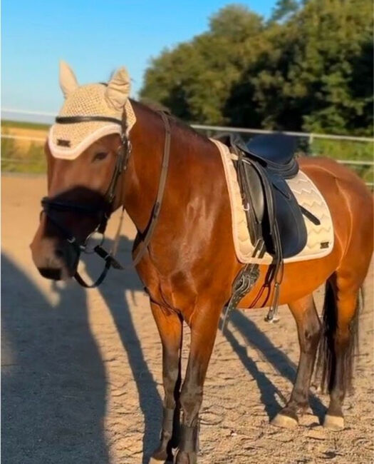 Felix Bühler Dressur Full Schabracke beige Fliegenhaube Creme, Felix Bühler, M.M., Dressage Pads, Burghausen, Image 2