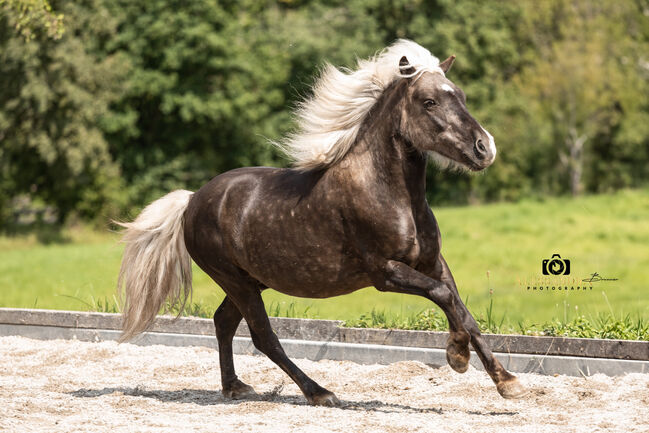 Felix - Ponymix, Wallach, 7 Jahre, Windfarben, WOW Pferd  (WOW Pferd), Horses For Sale, Bayern - Attenkirchen, Image 3