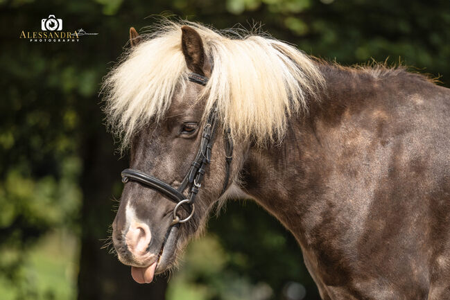Felix - Ponymix, Wallach, 7 Jahre, Windfarben, WOW Pferd  (WOW Pferd), Horses For Sale, Bayern - Attenkirchen, Image 5