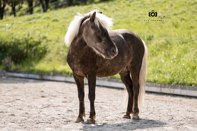 Felix - Ponymix, Wallach, 7 Jahre, Windfarben, WOW Pferd  (WOW Pferd), Horses For Sale, Bayern - Attenkirchen