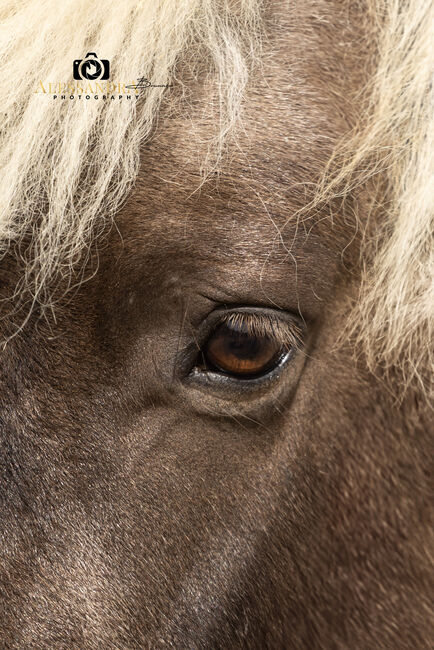 Felix - Ponymix, Wallach, 7 Jahre, Windfarben, WOW Pferd  (WOW Pferd), Pferd kaufen, Bayern - Attenkirchen, Abbildung 4