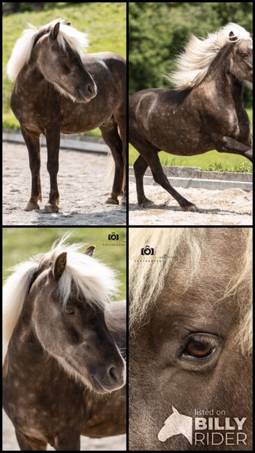 Felix - Ponymix, Wallach, 7 Jahre, Windfarben, WOW Pferd  (WOW Pferd), Pferd kaufen, Bayern - Attenkirchen, Abbildung 7
