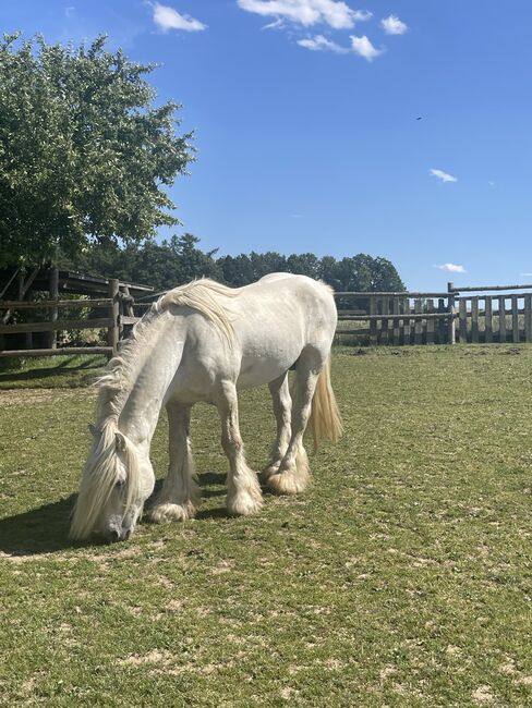 Fellponyhengst, Annemarie, Horses For Sale, Hardegg