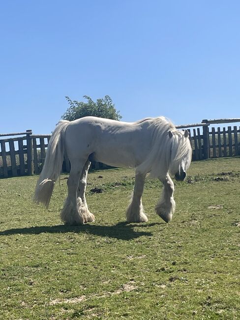 Fellponyhengst, Annemarie, Horses For Sale, Hardegg, Image 3