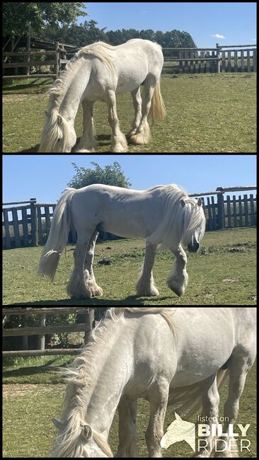 Fellponyhengst, Annemarie, Horses For Sale, Hardegg, Image 4
