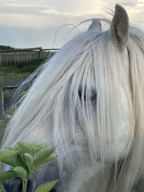 Fellponyhengst, Annemarie, Horses For Sale, Hardegg, Image 7