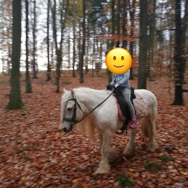 Fellponyhengst, Annemarie, Pferd kaufen, Hardegg, Abbildung 3