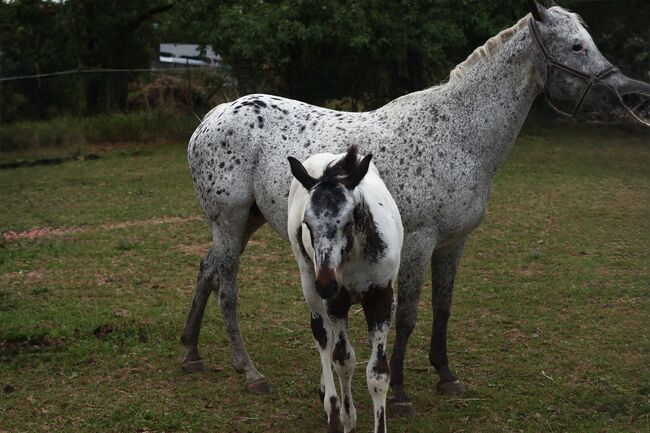 Few Spot Appaloosa Hengstfohlen, Bernd Krämer, Pferd kaufen, Pappenheim , Abbildung 5