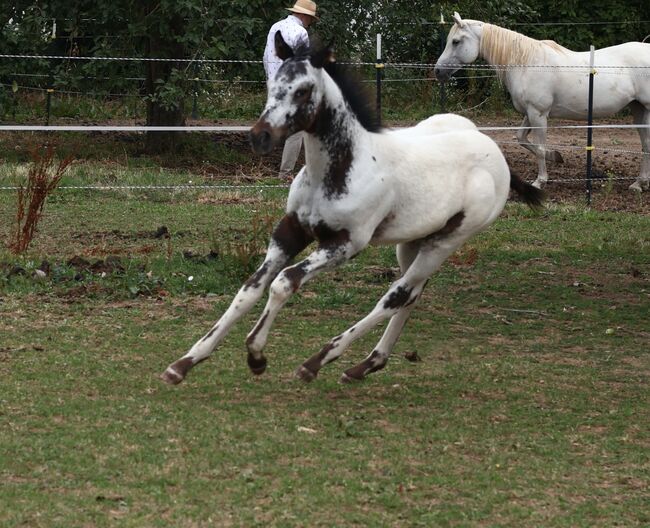 Few Spot Appaloosa Hengstfohlen, Bernd Krämer, Horses For Sale, Pappenheim , Image 3