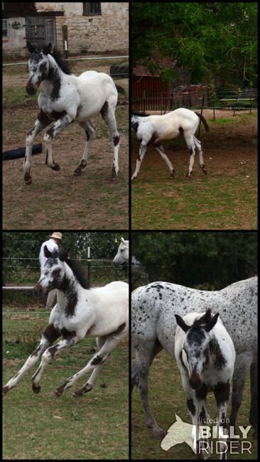 Few Spot Appaloosa Hengstfohlen, Bernd Krämer, Horses For Sale, Pappenheim , Image 8