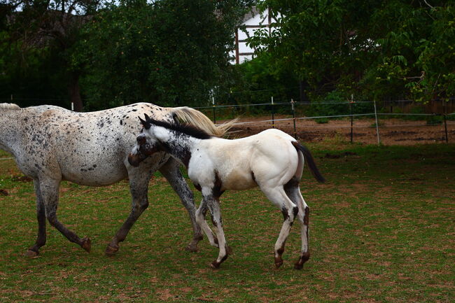 Few Spot Appaloosa Hengstfohlen, Bernd Krämer, Horses For Sale, Pappenheim , Image 2