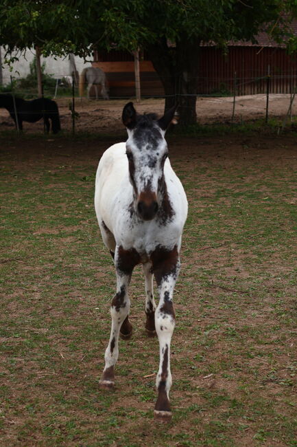 Few Spot Appaloosa Hengstfohlen, Bernd Krämer, Horses For Sale, Pappenheim , Image 6