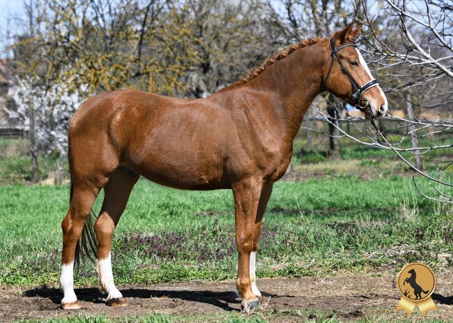 Figaro, 2019, Bercog Pferde, Horses For Sale, -, Image 4