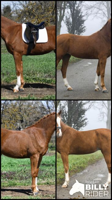 Figaro, 2019, Bercog Pferde, Horses For Sale, -, Image 5