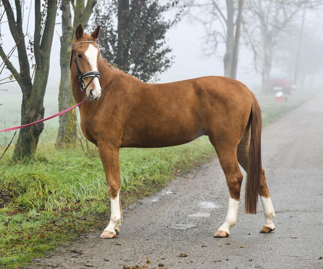 Figaro, 2019, Bercog Pferde, Horses For Sale, -, Image 3